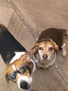 Ro Diggas Dogs Wk 3