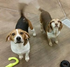 Ro Diggas Dogs Wk 3