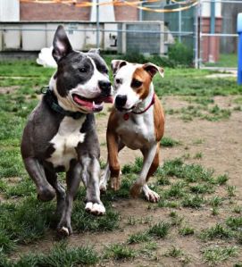 Ro Digga's Dogs