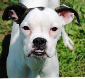 Ro Diggas Dog s