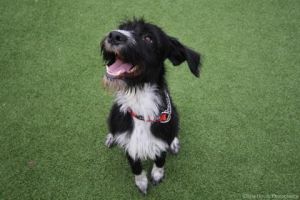 rodigga dogs z1079