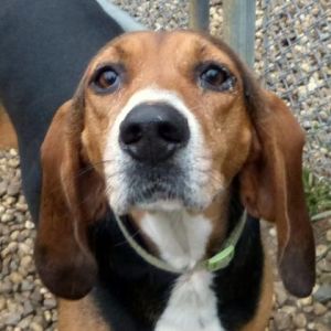 rodigga dogs z1079