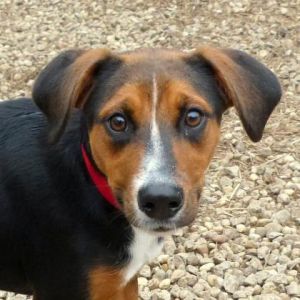 rodigga dogs z1079