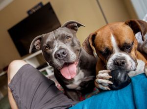 Close-Up Portrait Of Dogs At Home