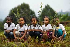 TOPSHOT-DOUNIAMAG-ETHIOPIA-CLIMATE-TREES
